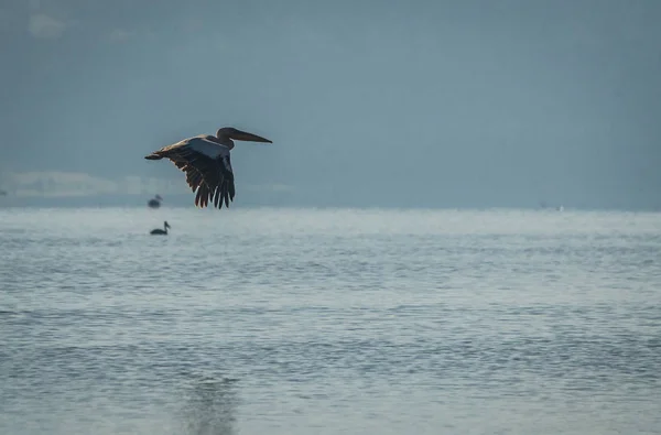 Fåglar i översvämmade Lake Nakuru med reflektioner i Kenia — Stockfoto