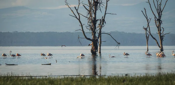 Aves em Lago Nakuru inundado com reflexões em Kenia — Fotografia de Stock