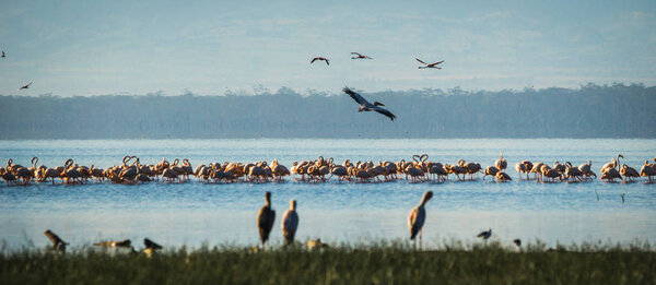 Birds in flooded Lake Nakuru with reflections in Kenia