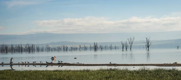 Burung-burung di danau Nakuru banjir dengan refleksi di Kenia — Stok Foto