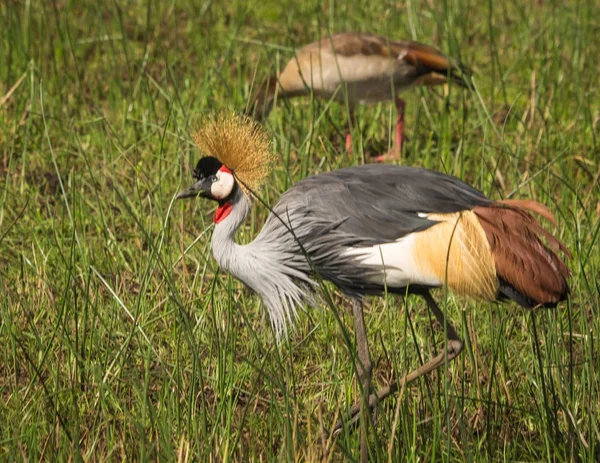 Gekrönte Kraniche im Masai Mara Park in Kenia — Stockfoto