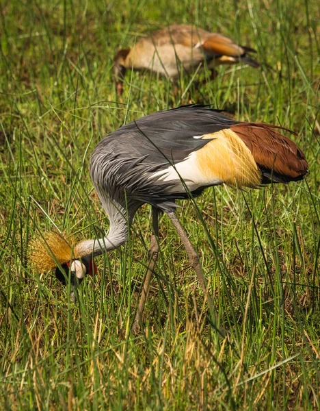 Gekrönte Kraniche im Masai Mara Park in Kenia — Stockfoto