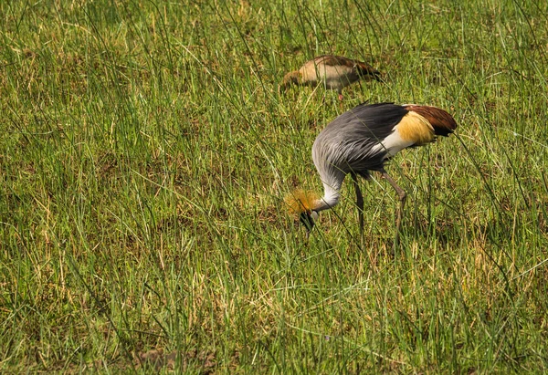 Kronede Kraner i Masai Mara Park i Kenya - Stock-foto