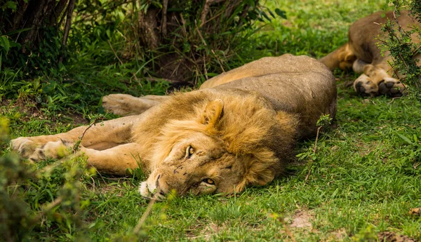 Leeuwenkoning in de natuur van de Masai Mara reserve in Kenia — Stockfoto