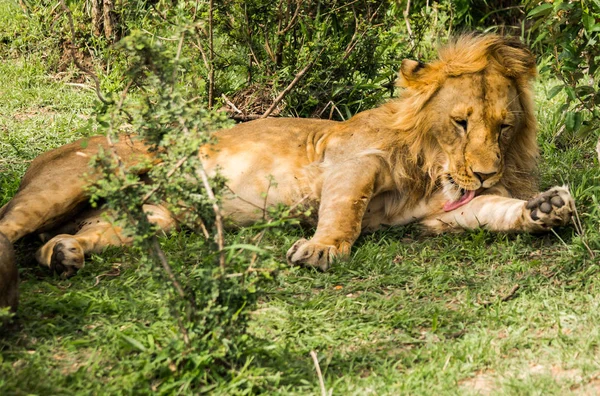 Rey León en la reserva natural Masai Mara en Kenia — Foto de Stock