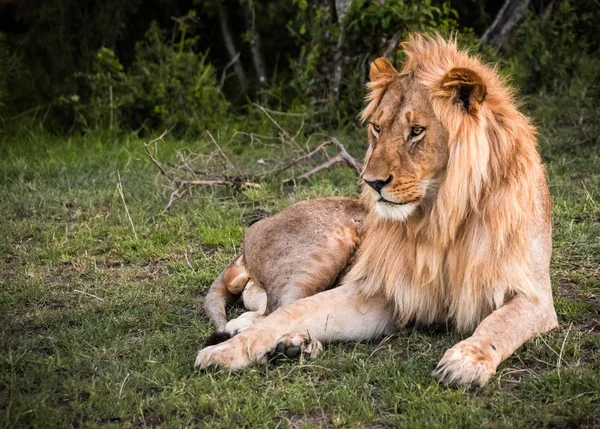 Grande leone maschio nella riserva naturale di Masai Mara in Kenya — Foto Stock