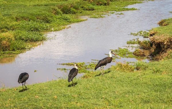 Marabu em Masai Mara Park no Quênia — Fotografia de Stock