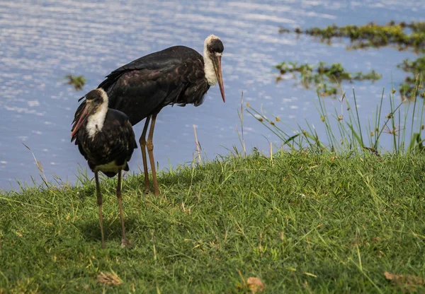 Marabu im masai mara park in kenia — Stockfoto