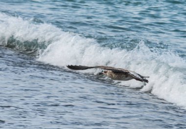 Soçi, Rusya'nın Karadeniz dalgaları üzerinde uçan martılar