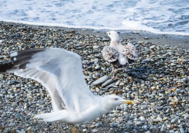 Soçi, Rusya'nın Karadeniz dalgaları üzerinde uçan martılar
