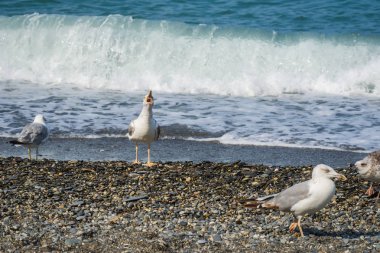 Üzerinde plaj, Karadeniz, Sochi, Rusya yürüme martılar