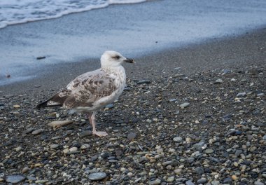 Üzerinde plaj, Karadeniz, Sochi, Rusya yürüme martılar