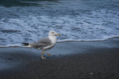 Üzerinde plaj, Karadeniz, Sochi, Rusya yürüme martılar