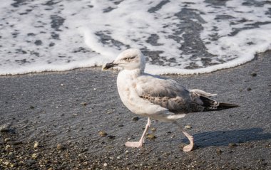 Üzerinde plaj, Karadeniz, Sochi, Rusya yürüme martılar