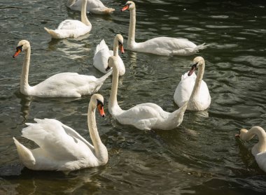 Bağlantı noktası, Baltiysk içinde Kaliningrad bölgesi, Rusya beyaz kuğu