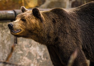 Büyük boz ayı görüntü kadar kapatın