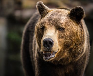 Büyük boz ayı görüntü kadar kapatın