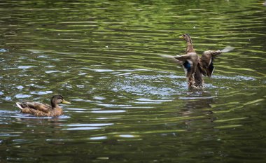 Sprey bir havuzda bulutu içinde küvet ördekler