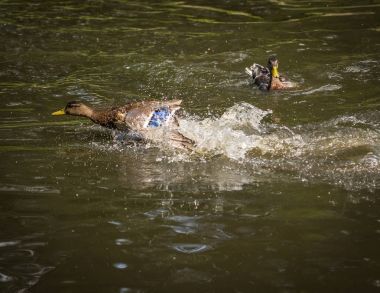 Sprey bir havuzda bulutu içinde küvet ördekler