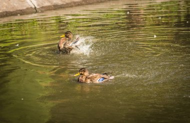 Sprey bir havuzda bulutu içinde küvet ördekler