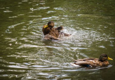 Sprey bir havuzda bulutu içinde küvet ördekler