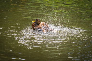Sprey bir havuzda bulutu içinde küvet ördekler