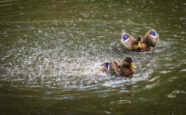 Sprey bir havuzda bulutu içinde küvet ördekler