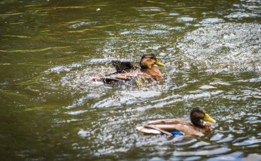 Sprey bir havuzda bulutu içinde küvet ördekler