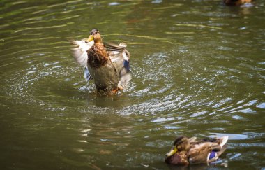 Sprey bir havuzda bulutu içinde küvet ördekler