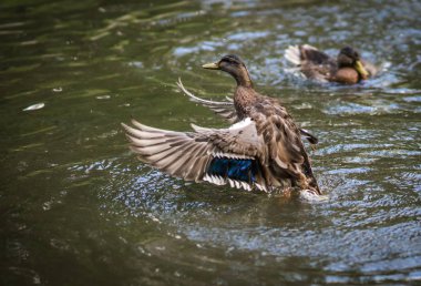 Sprey bir havuzda bulutu içinde küvet ördekler