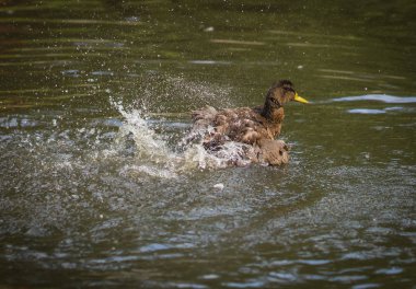 Sprey bir havuzda bulutu içinde küvet ördekler