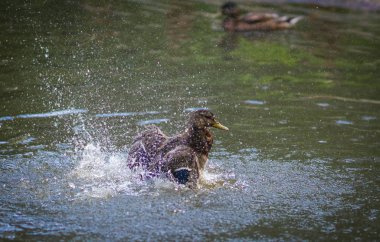 Sprey bir havuzda bulutu içinde küvet ördekler