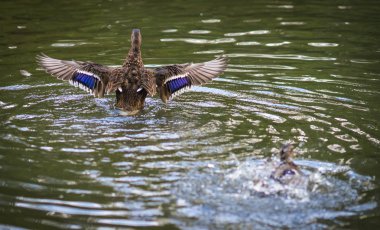 Sprey bir havuzda bulutu içinde küvet ördekler