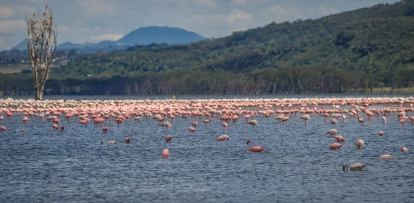 Image of birds in flooded Lake Nakuru  in Kenia