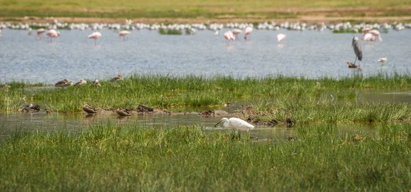 Kenia 库湖水中的鸟类意象 — 图库照片