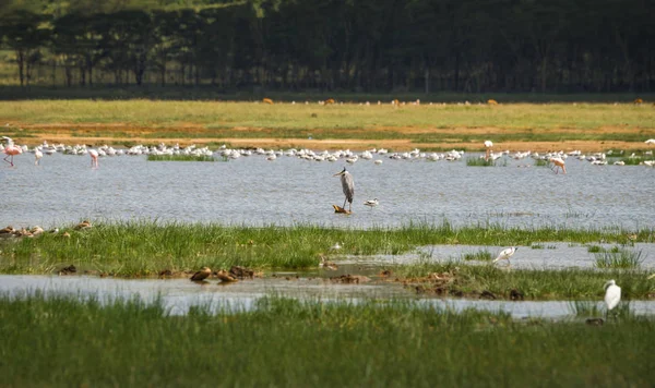 Kia su dolu Gölü Nakuru içinde kuşlar görüntüsünü — Stok fotoğraf
