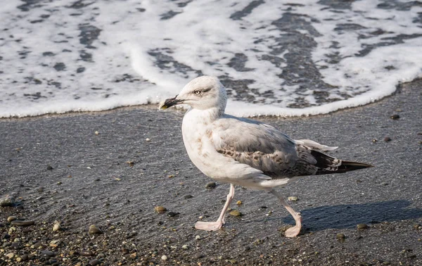 Gaviotas caminando en la playa del Mar Negro en Sochi, Rusia — Foto de Stock