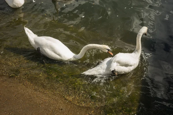 Cygnes blancs dans le port de Baltiysk, région de Kaliningrad, Russie — Photo