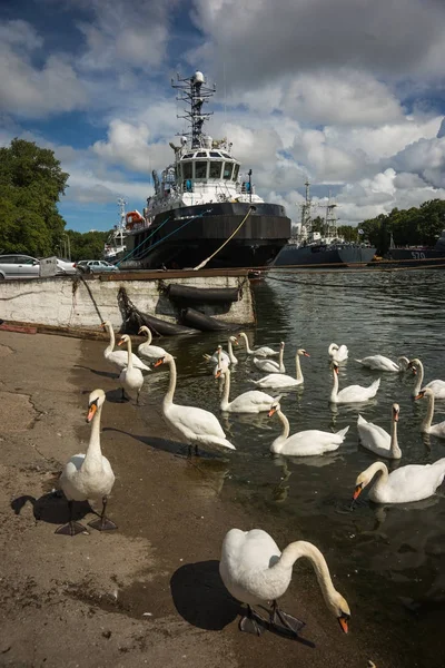 White swans in port of Baltiysk, Kaliningrad region, Russia — Stock Photo, Image