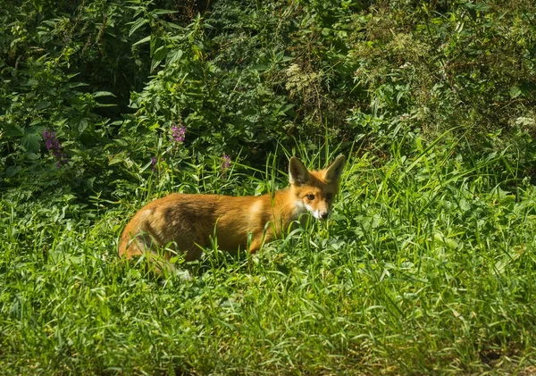Red fox coming from  forest in  green grass — Stock Photo, Image