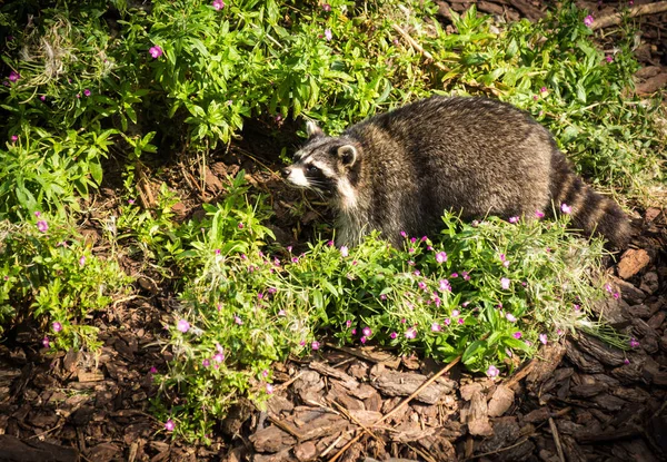 Portrait of a pretty ragged raccoon, Russia — Stock Photo, Image