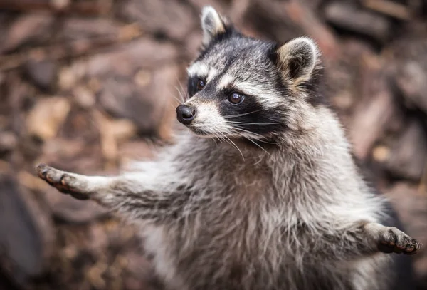 Oldukça düzensiz bir rakun, Rusya portresi