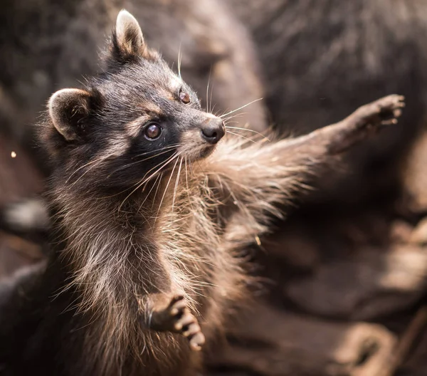 Retrato de un mapache bastante andrajoso, Rusia — Foto de Stock