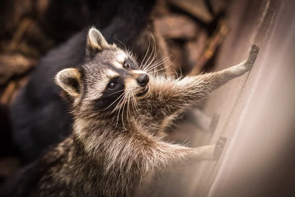 Retrato de un mapache bastante andrajoso, Rusia — Foto de Stock