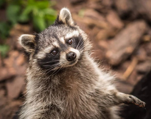 Portrait of a pretty ragged raccoon, Russia — Stock Photo, Image