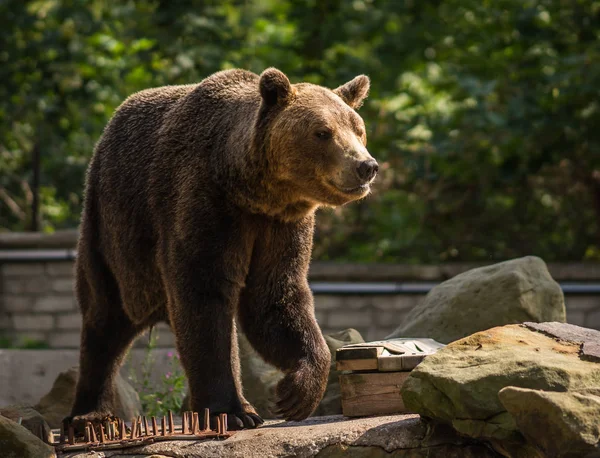 Zamknij się obraz ogromny niedźwiedź brunatny — Zdjęcie stockowe