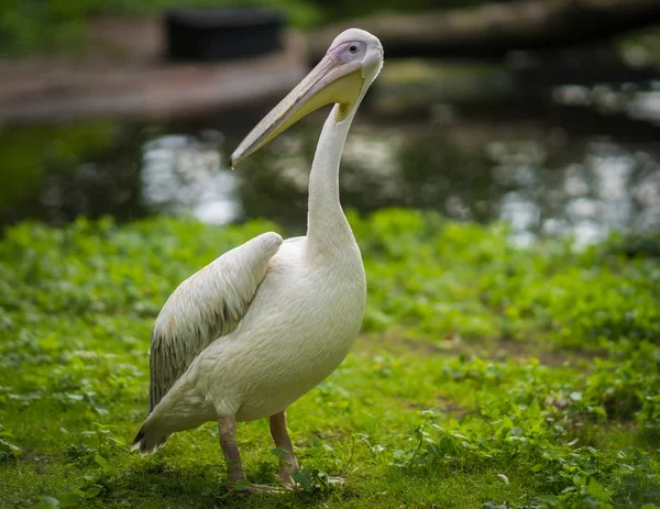 White pelicans in Baltiysk, Kaliningrad region, Russia — Stock Photo, Image