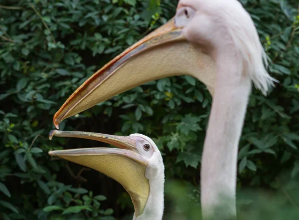 White pelicans in Baltiysk, Kaliningrad region, Russia — Stock Photo, Image