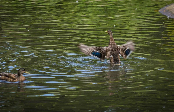 Canards se baignant dans un nuage de pulvérisation dans un étang — Photo