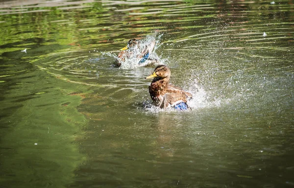 Sprey bir havuzda bulutu içinde küvet ördekler